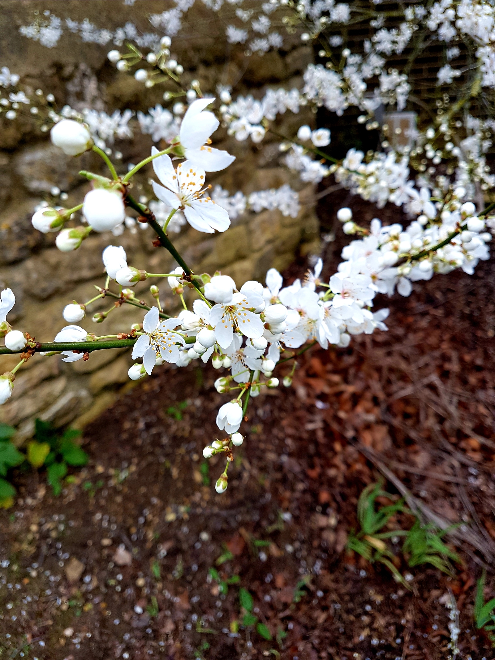 Spring in England - My, Spring, England, Flowers, Oxford, Longpost, The photo