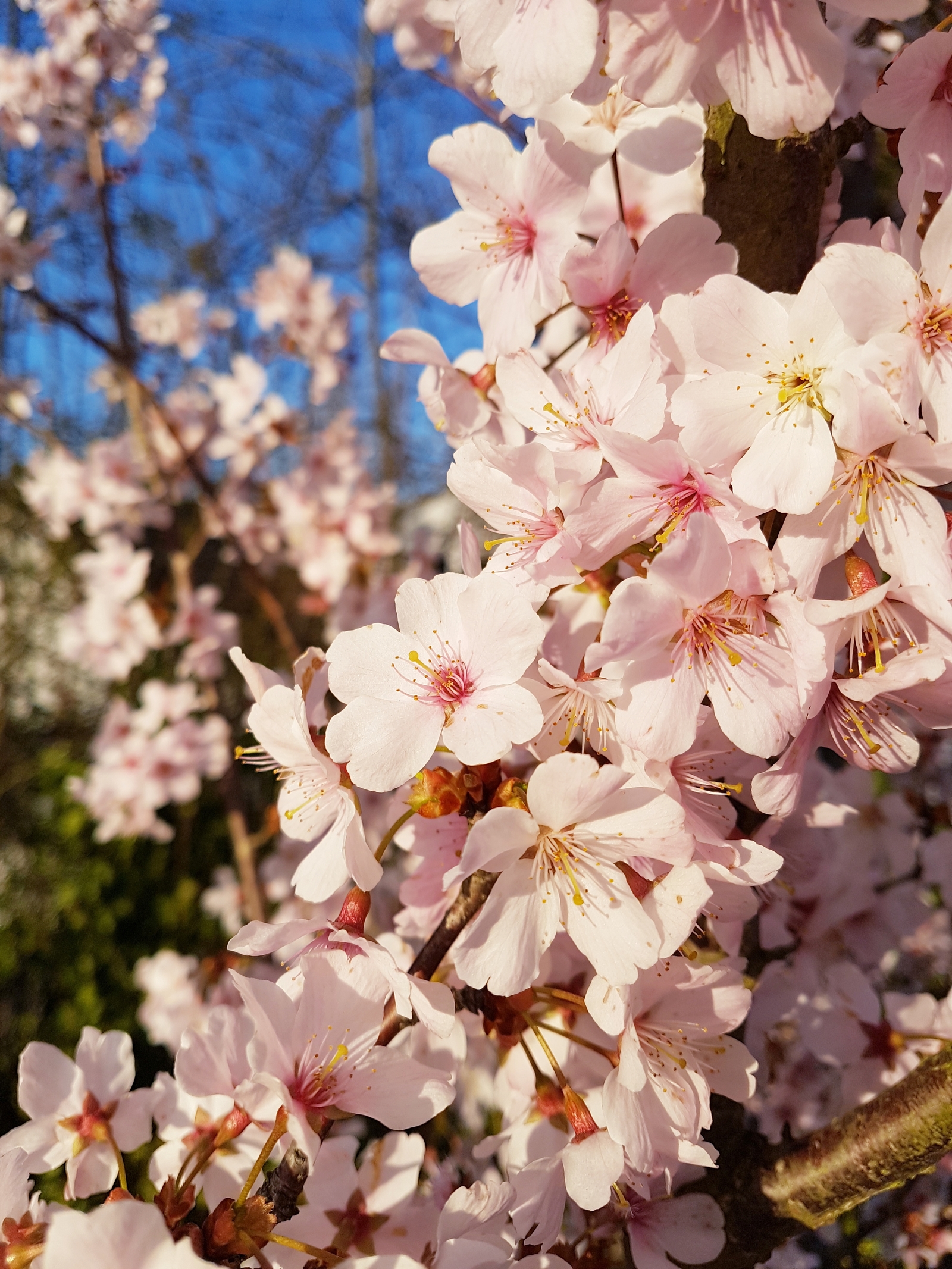 Spring in England - My, Spring, England, Flowers, Oxford, Longpost, The photo