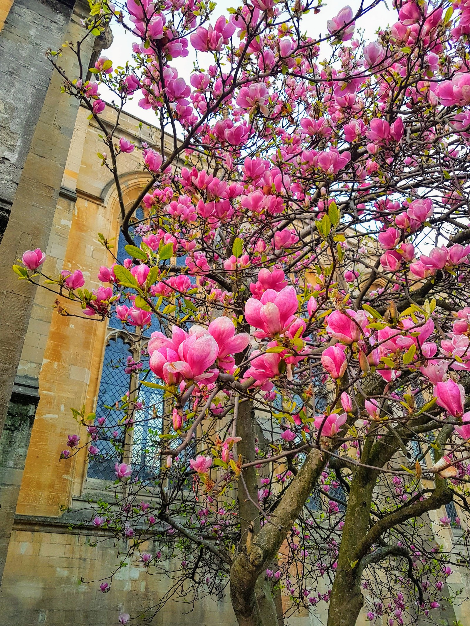 Spring in England - My, Spring, England, Flowers, Oxford, Longpost, The photo