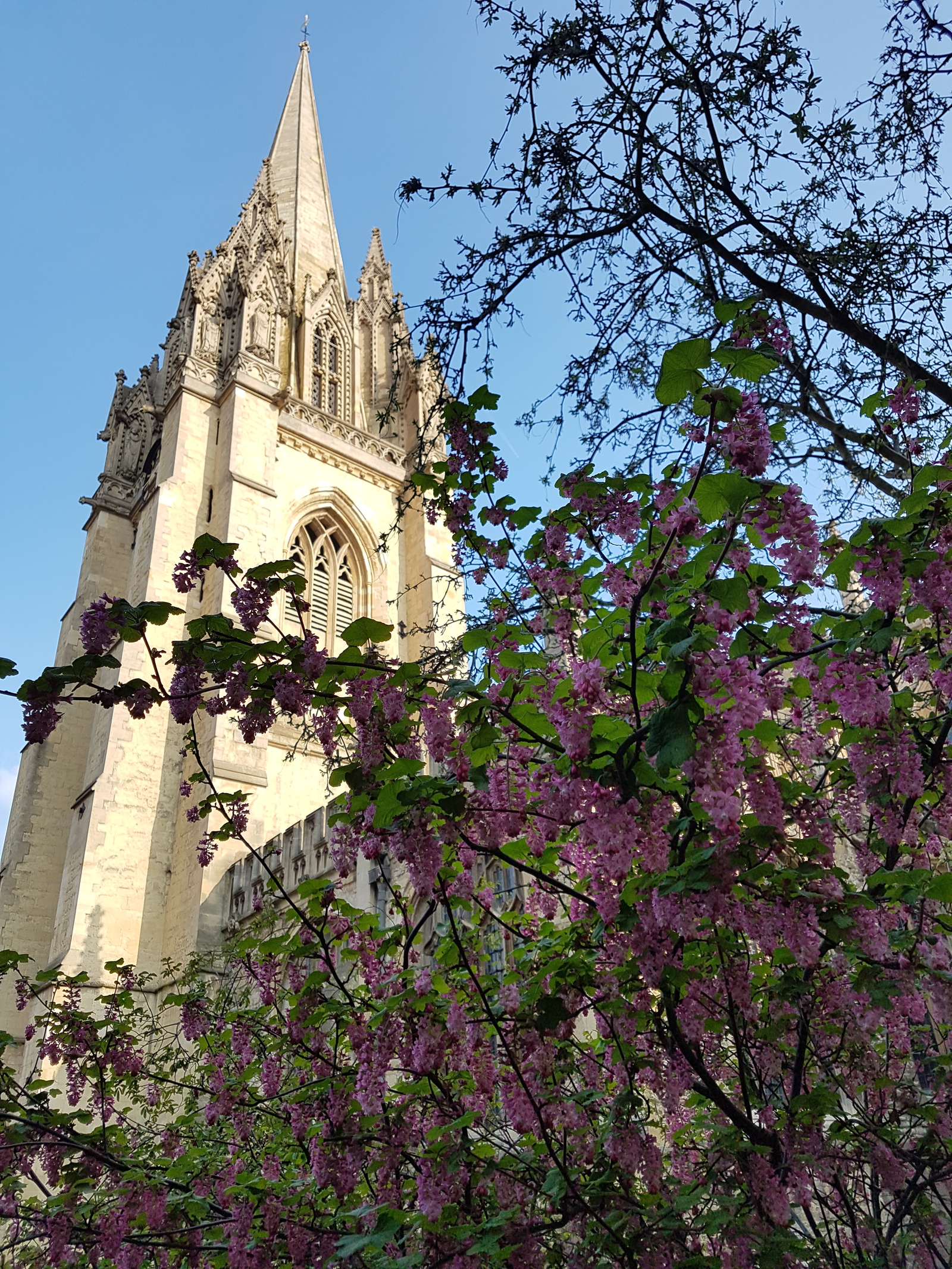 Spring in England - My, Spring, England, Flowers, Oxford, Longpost, The photo