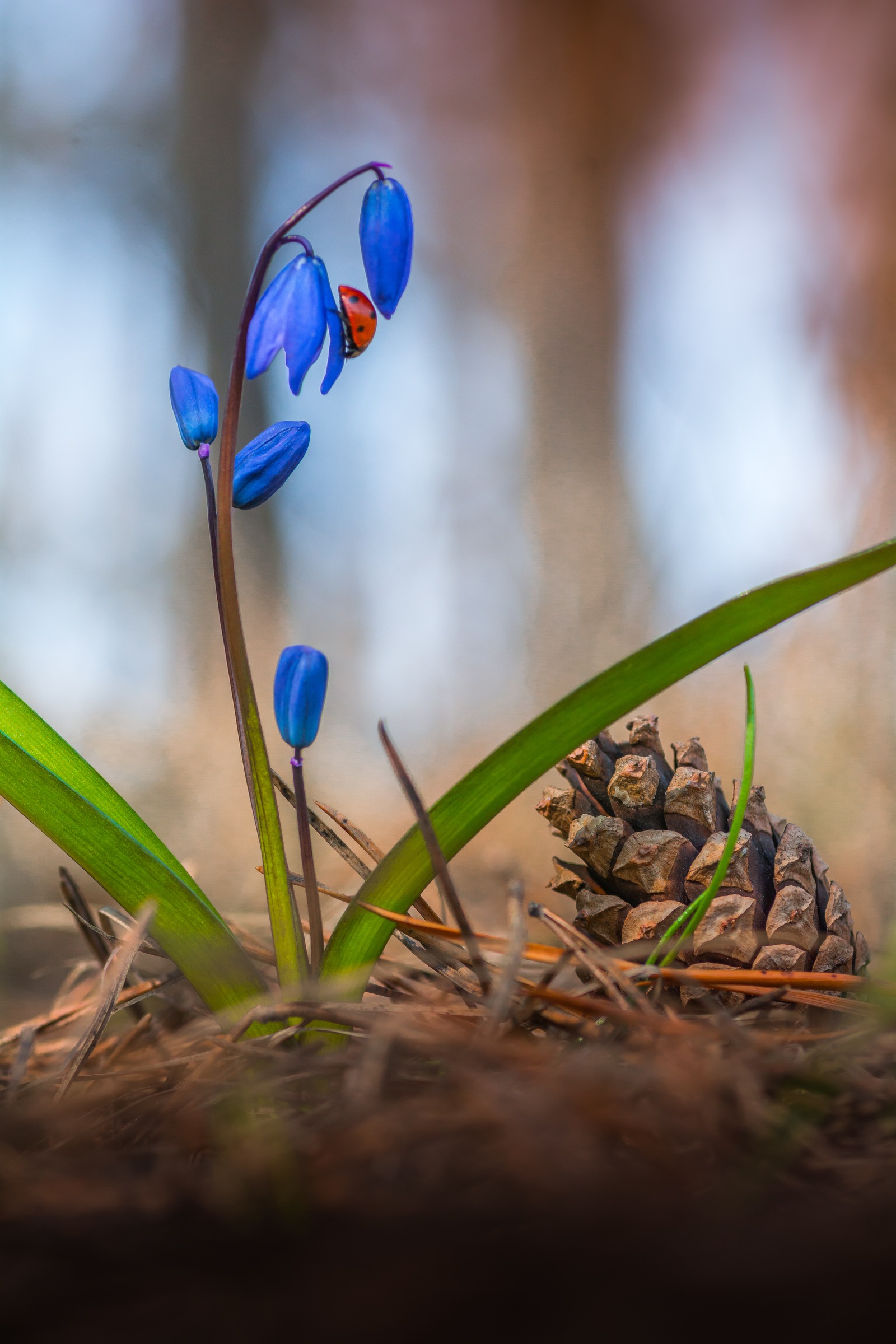 Somewhere in the woods - My, Macro, Nature, Forest, The photo, Flowers, ladybug, Macro photography