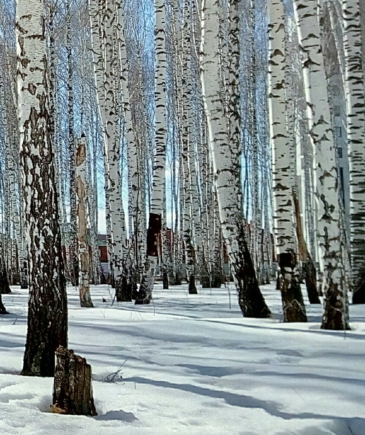 Grove - My, Grove, Nature, Ural, Russia