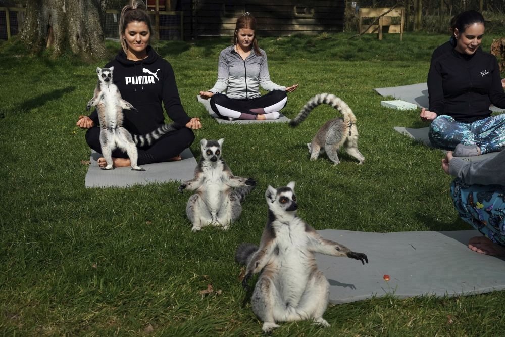 British hotel offers guests yoga with lemurs - Lemur, Yoga, Relaxation, Longpost