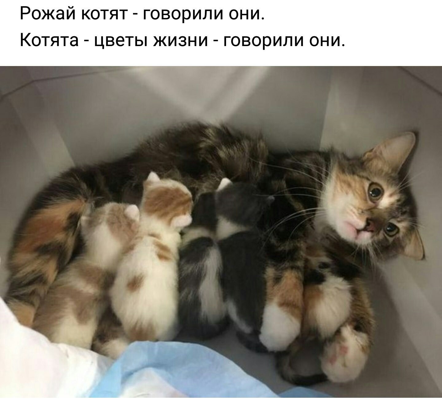 Give birth to kittens, they said... - cat, Kittens, Children, Internet, Pets