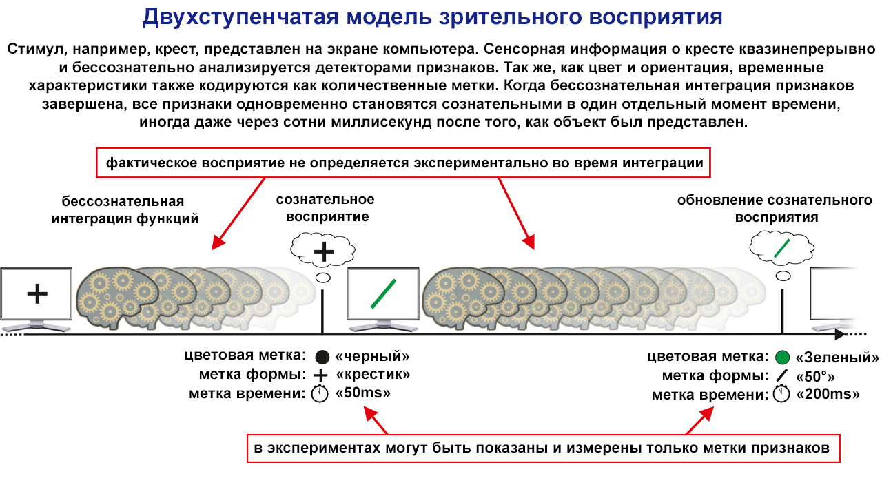 Почему с возрастом время летит всё быстрее, с точки зрения физики - Моё, Наука, Физика, Мозг, Время, Время летит, Ощущение времени, Зрение, Старение, Видео, Гифка, Длиннопост