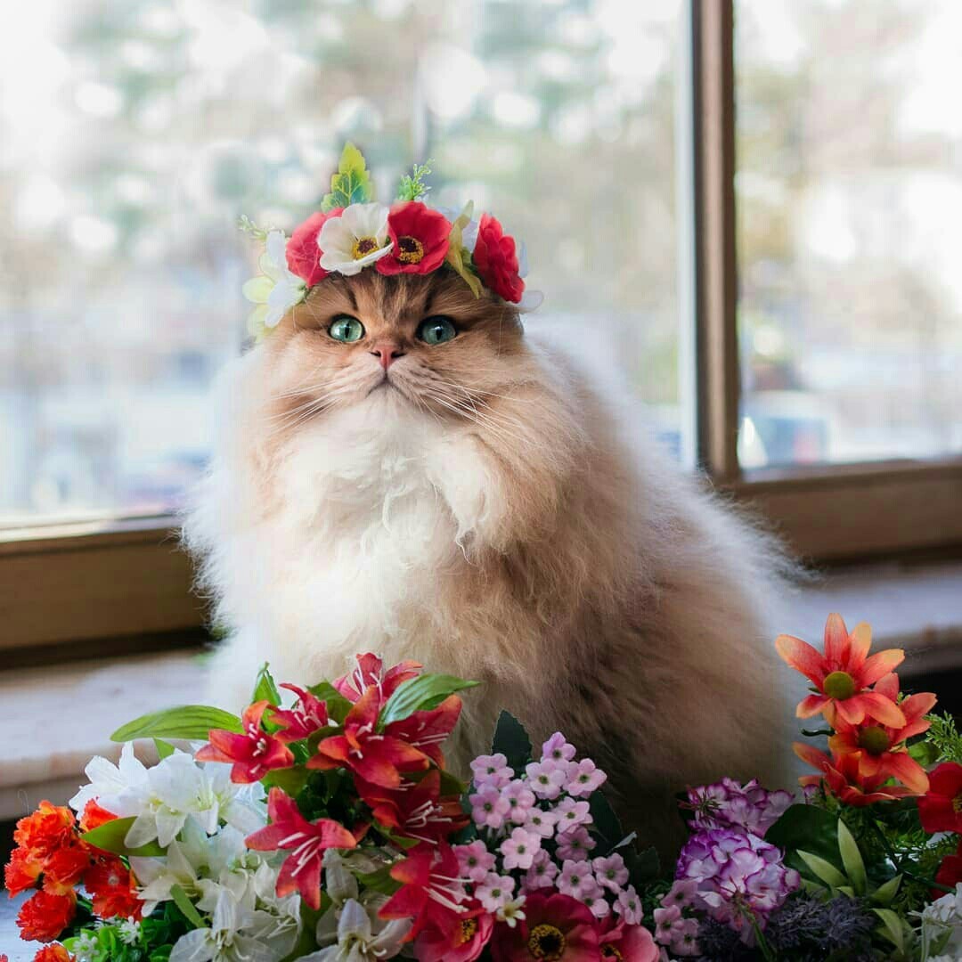 Spring symbol - Milota, Flowers, cat, Animals