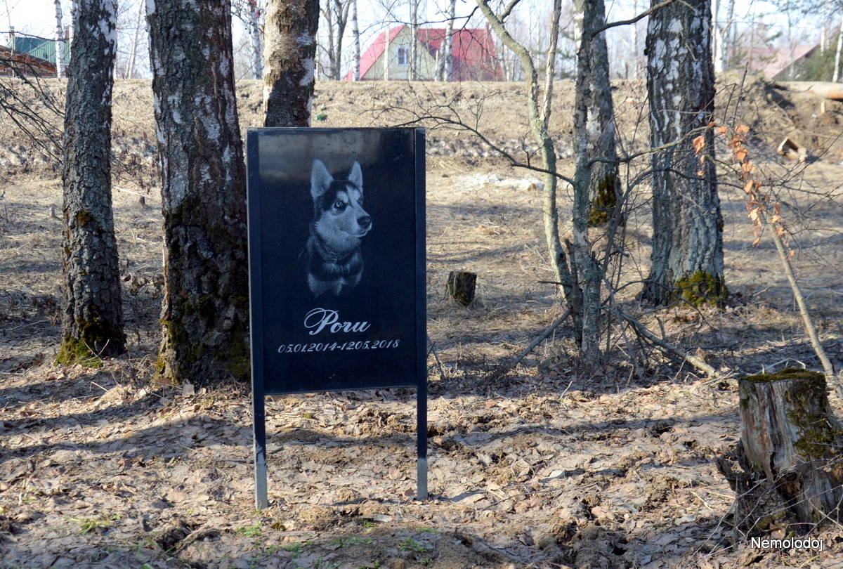 Pet cemetery - My, Pet cemetery, Dogs and people, Beginning photographer, Reflections, Longpost, Thoughts, Pets, Cemetery