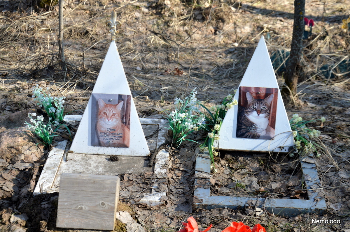 Pet cemetery - My, Pet cemetery, Dogs and people, Beginning photographer, Reflections, Longpost, Thoughts, Pets, Cemetery