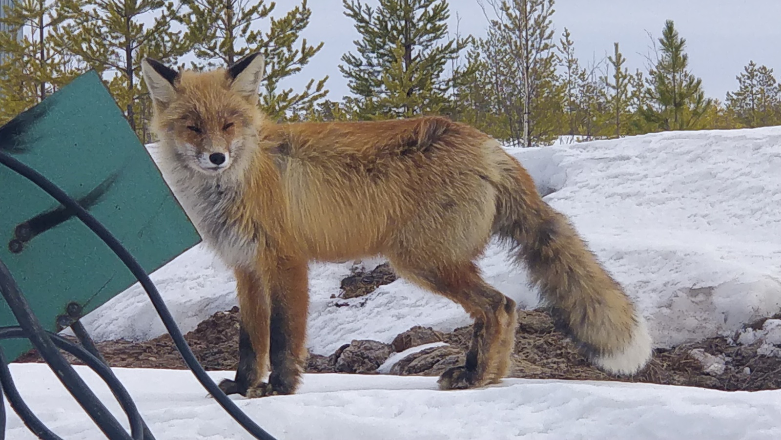 forest miracle - My, Fox, Animals, Nature, Longpost