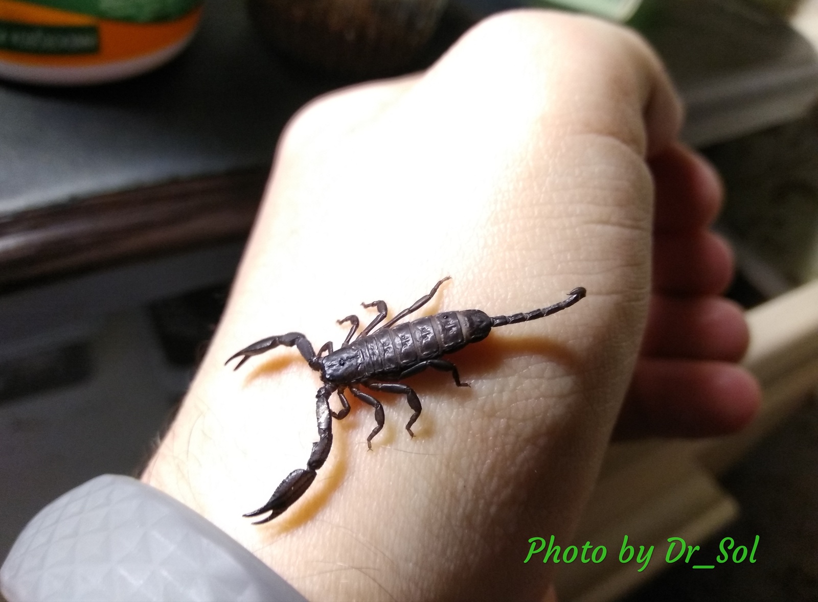 Few arthropods or mixed post. - My, Bird spiders, Spider, Large spiders, Scorpion, Pet, Arachnophobia, Longpost, Pets