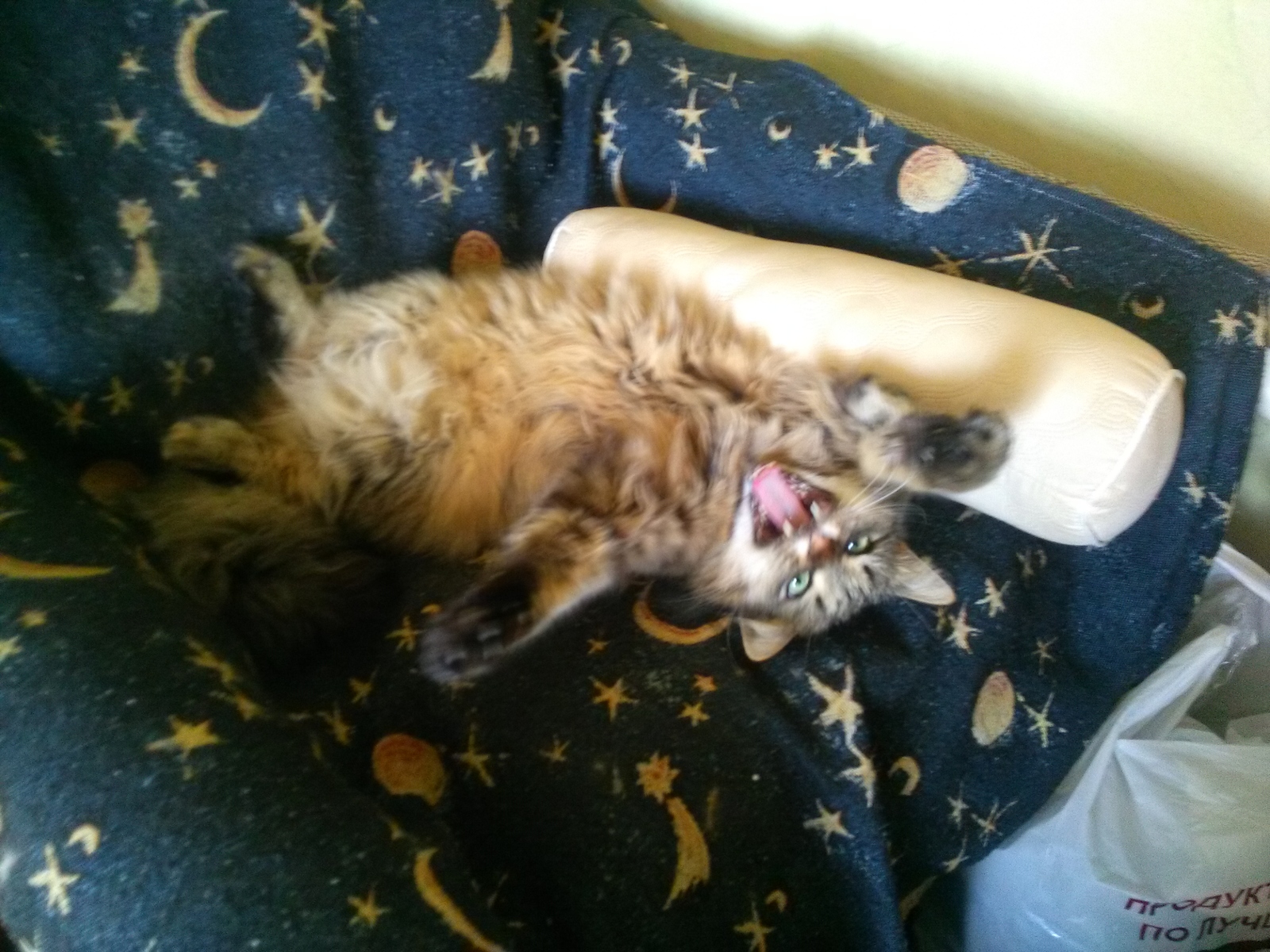 Take on the handles, or not to risk? - My, , cat, Horror, Belly, Spotted belly