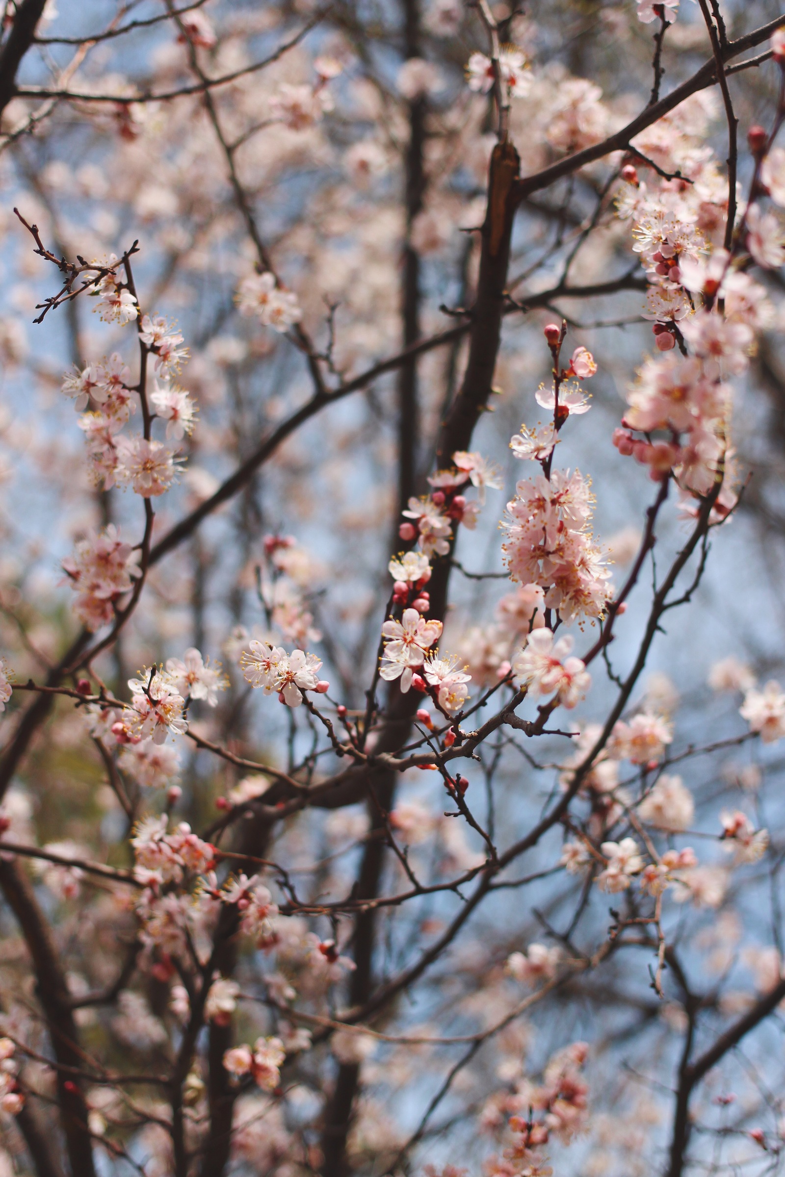 Has Spring already arrived in your city? - My, Macro, Nature, Flowers, Spring, The photo, Bloom, Longpost, Tree, beauty of nature, Macro photography