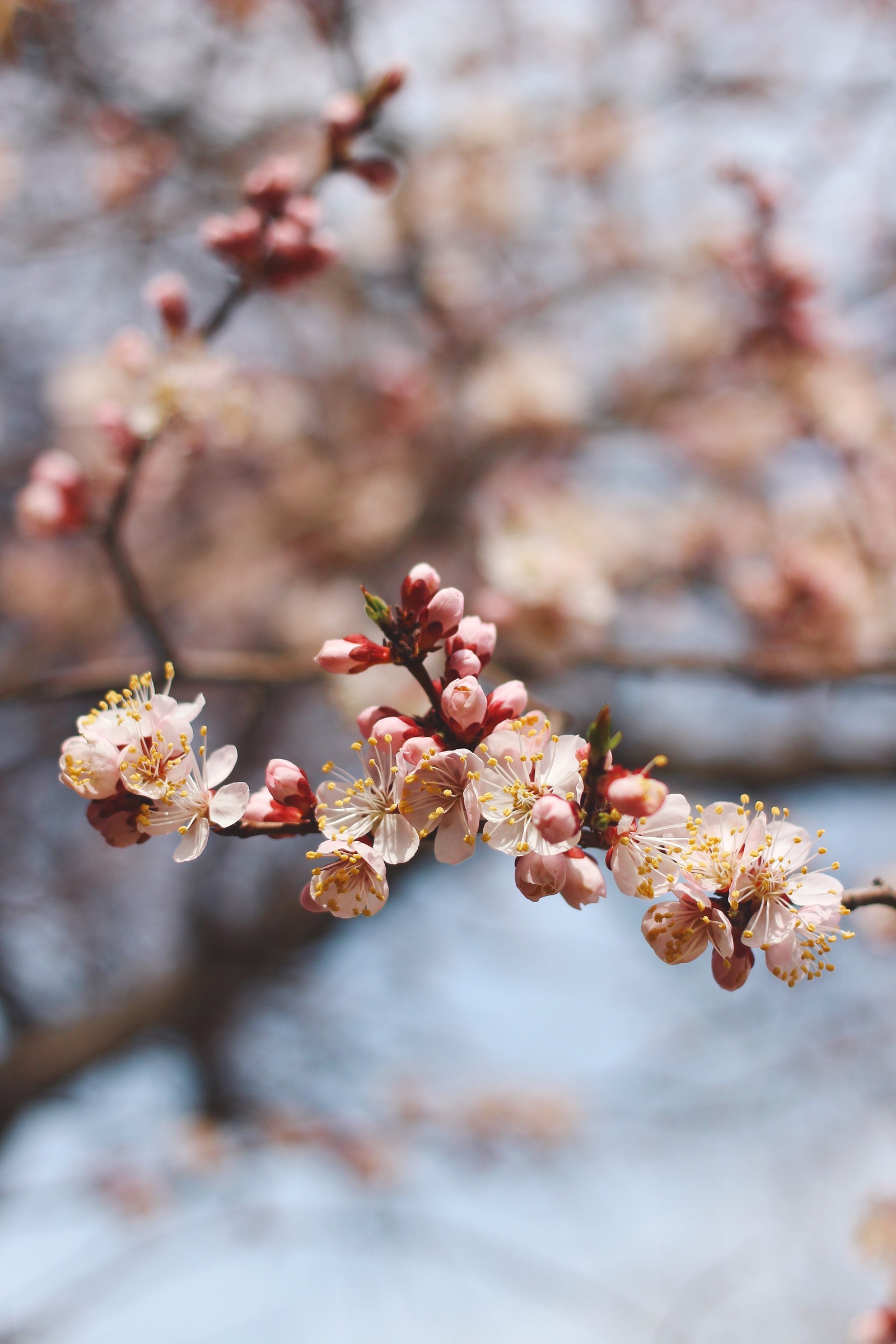 Has Spring already arrived in your city? - My, Macro, Nature, Flowers, Spring, The photo, Bloom, Longpost, Tree, beauty of nature, Macro photography