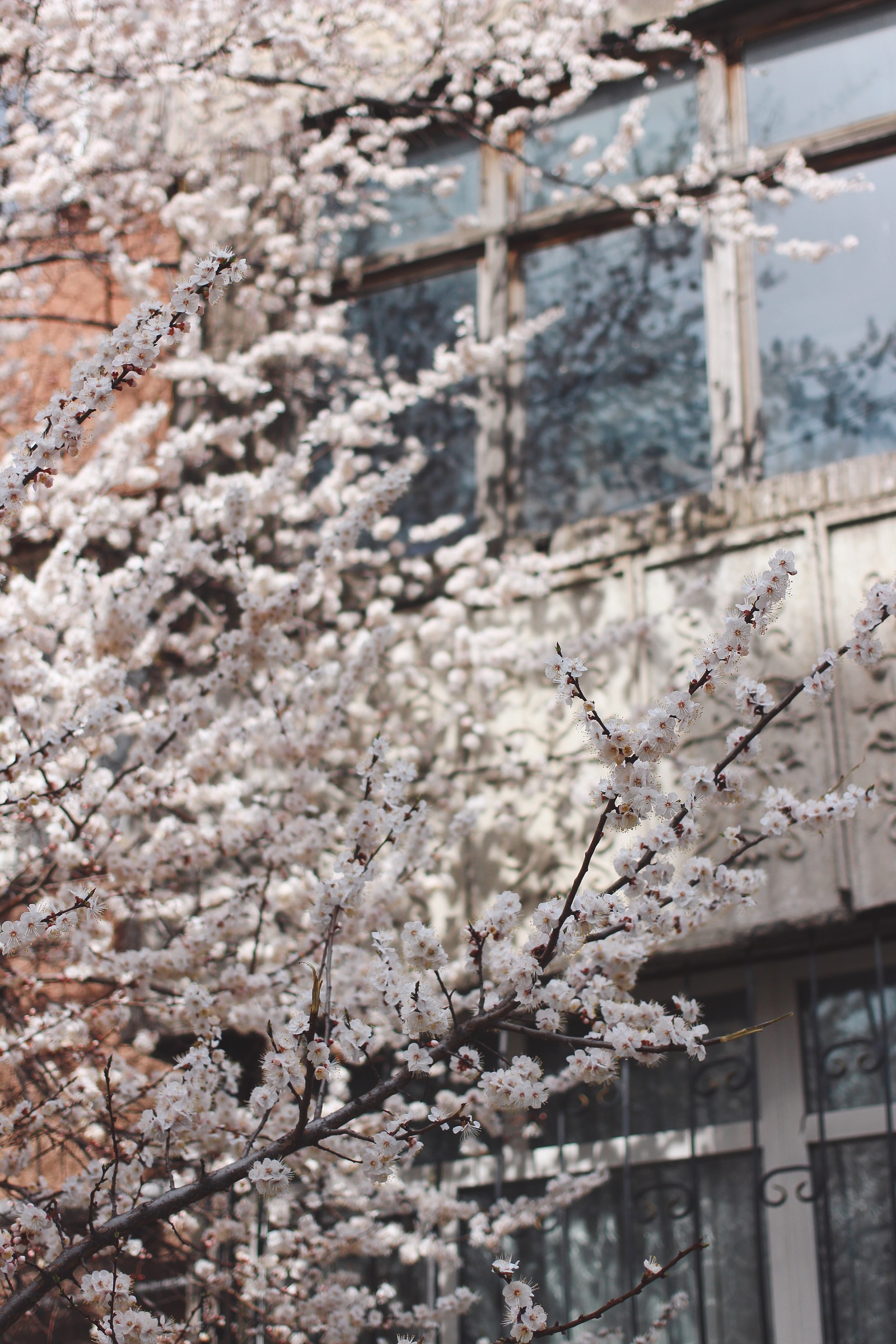 Has Spring already arrived in your city? - My, Macro, Nature, Flowers, Spring, The photo, Bloom, Longpost, Tree, beauty of nature, Macro photography