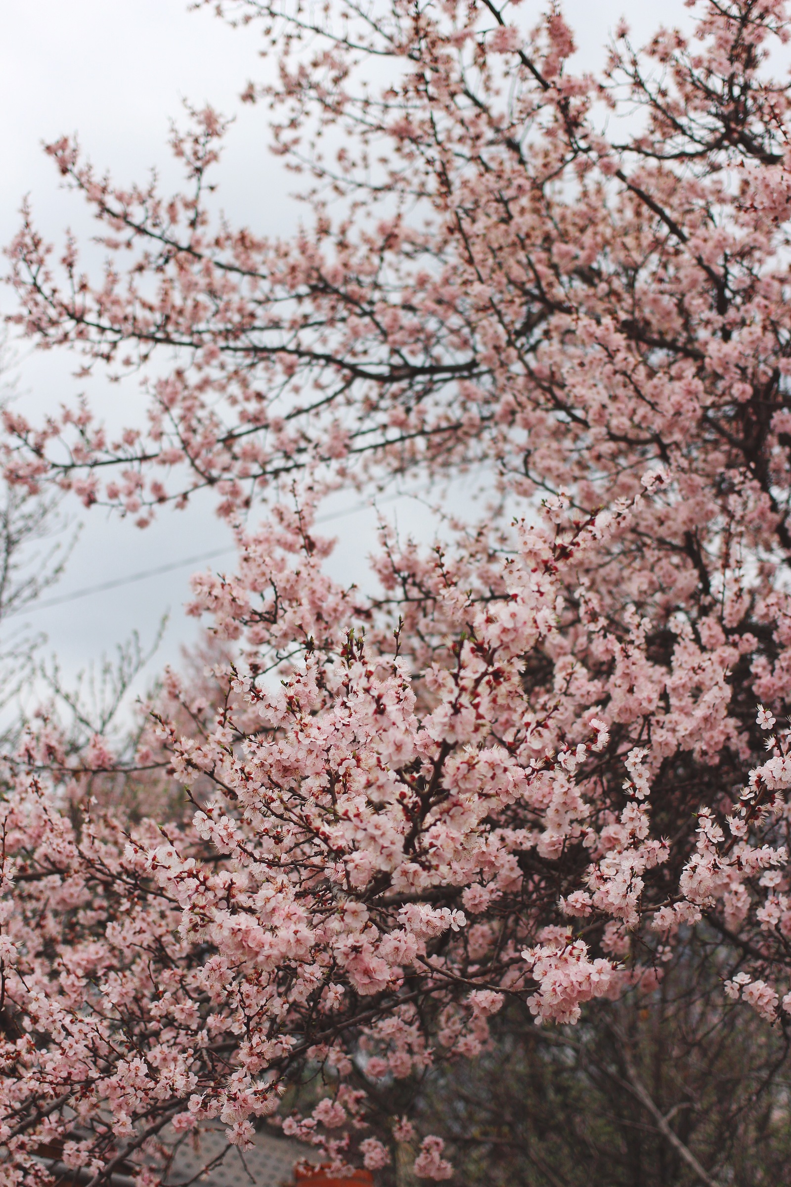 Has Spring already arrived in your city? - My, Macro, Nature, Flowers, Spring, The photo, Bloom, Longpost, Tree, beauty of nature, Macro photography