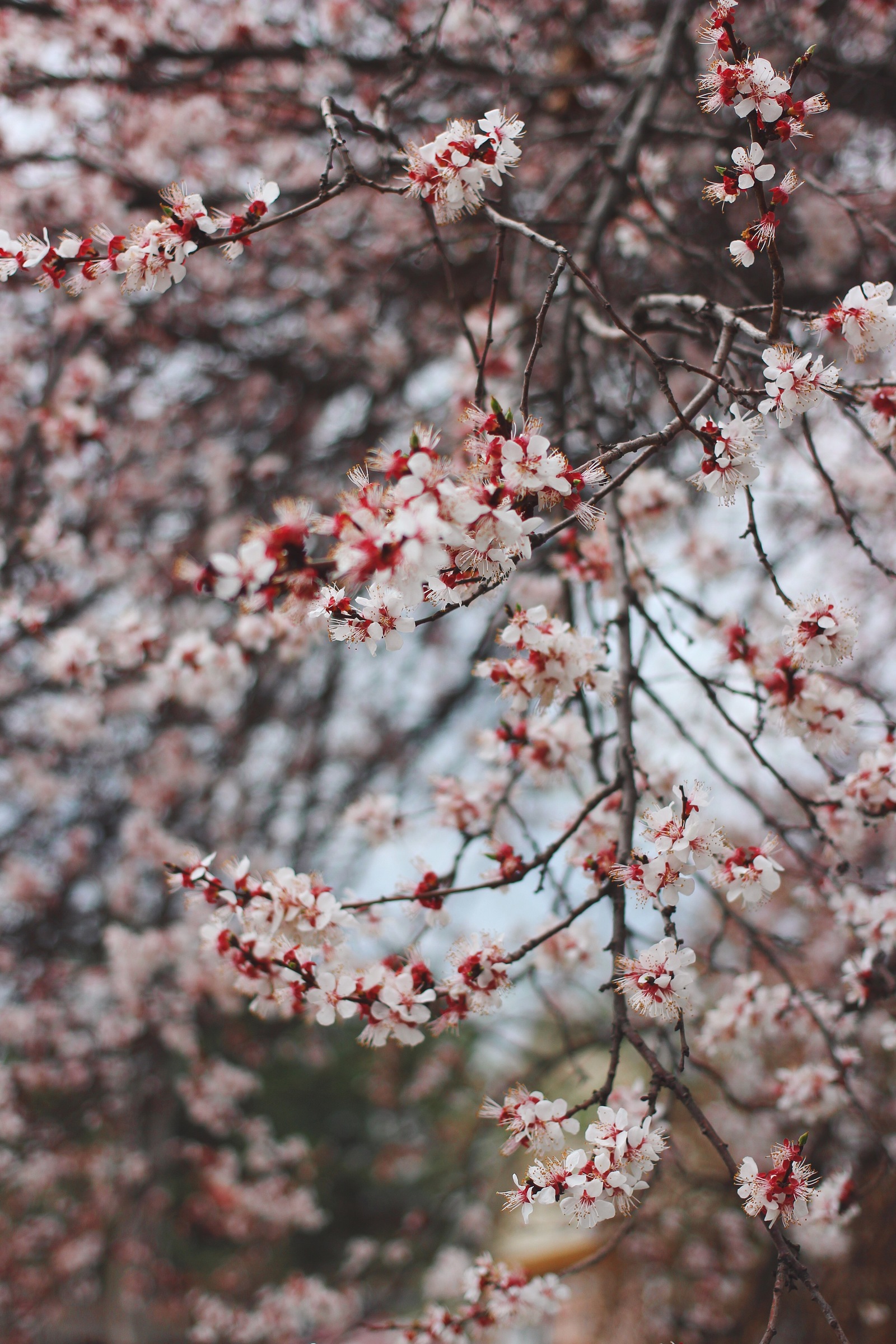 Has Spring already arrived in your city? - My, Macro, Nature, Flowers, Spring, The photo, Bloom, Longpost, Tree, beauty of nature, Macro photography