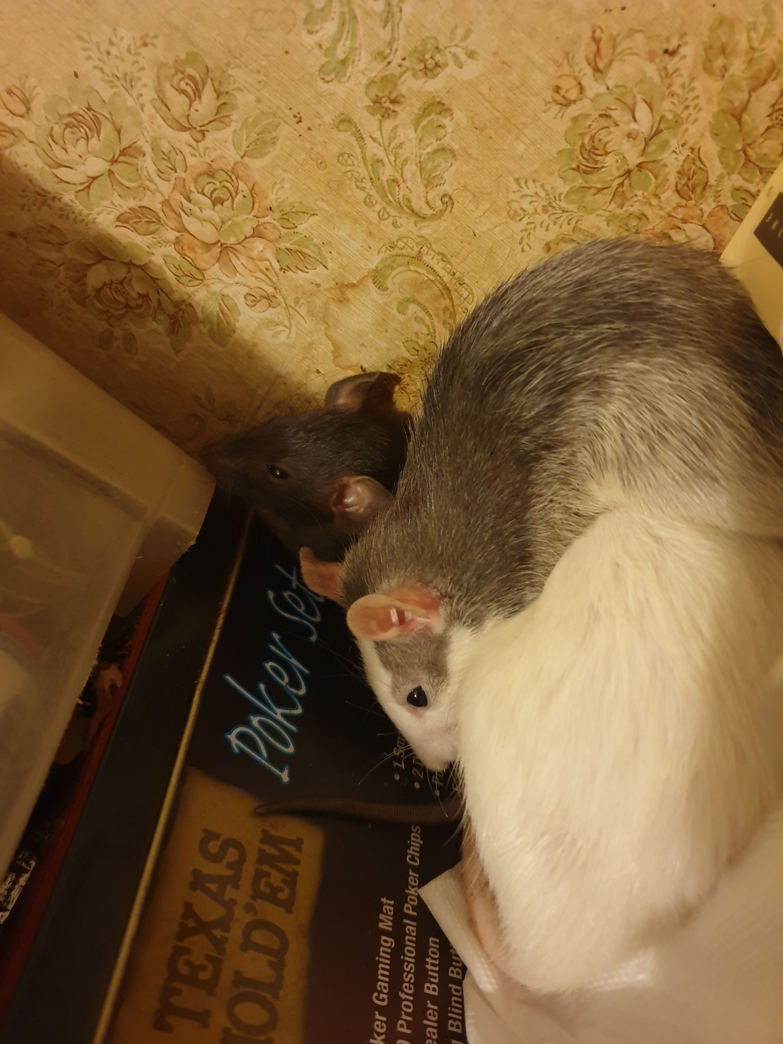 Cheerful family - My, Decorative rats, Pets, , , friendship, cat, Calmness, GIF, Rat