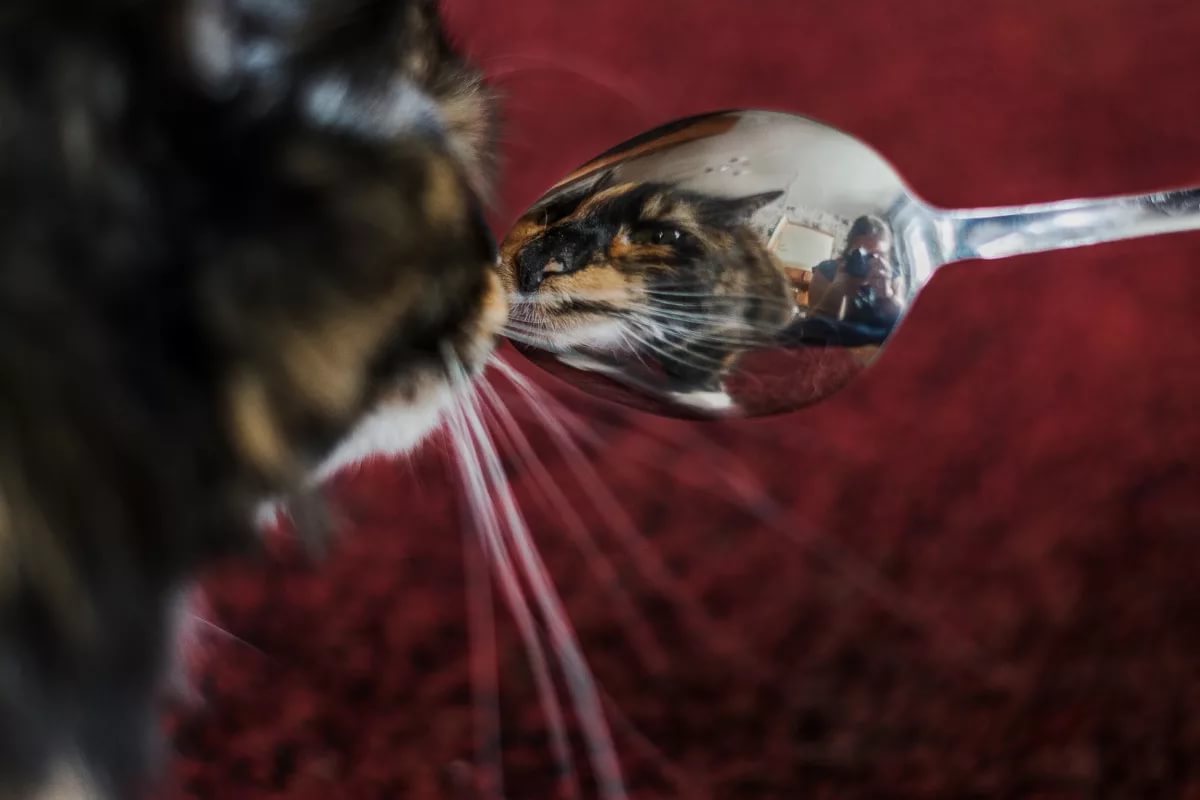 cat in a spoon - Accordion, cat, The photo, Animals, Longpost, Reflection, Repeat