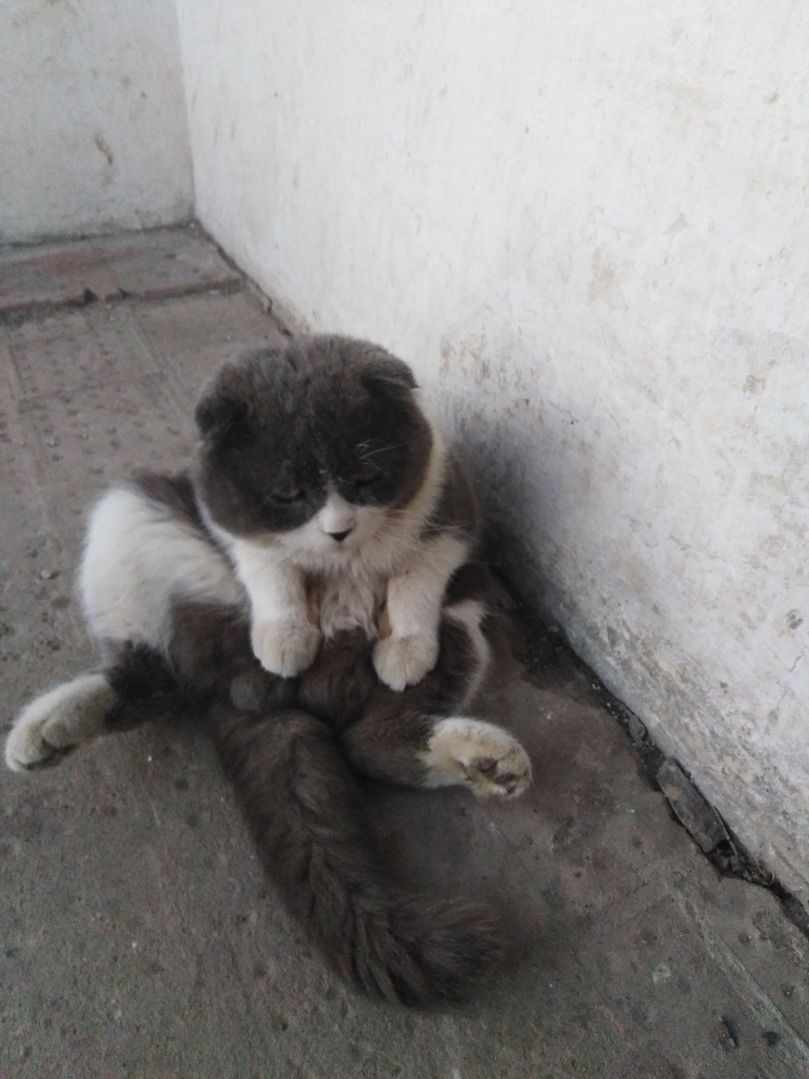 The frailty of life. - cat, Pets, Black and white photo, All ashes