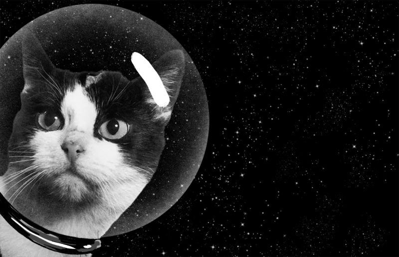 Astronaut cat! - My, cat, Space, Astronaut, Longpost, FГ©licette