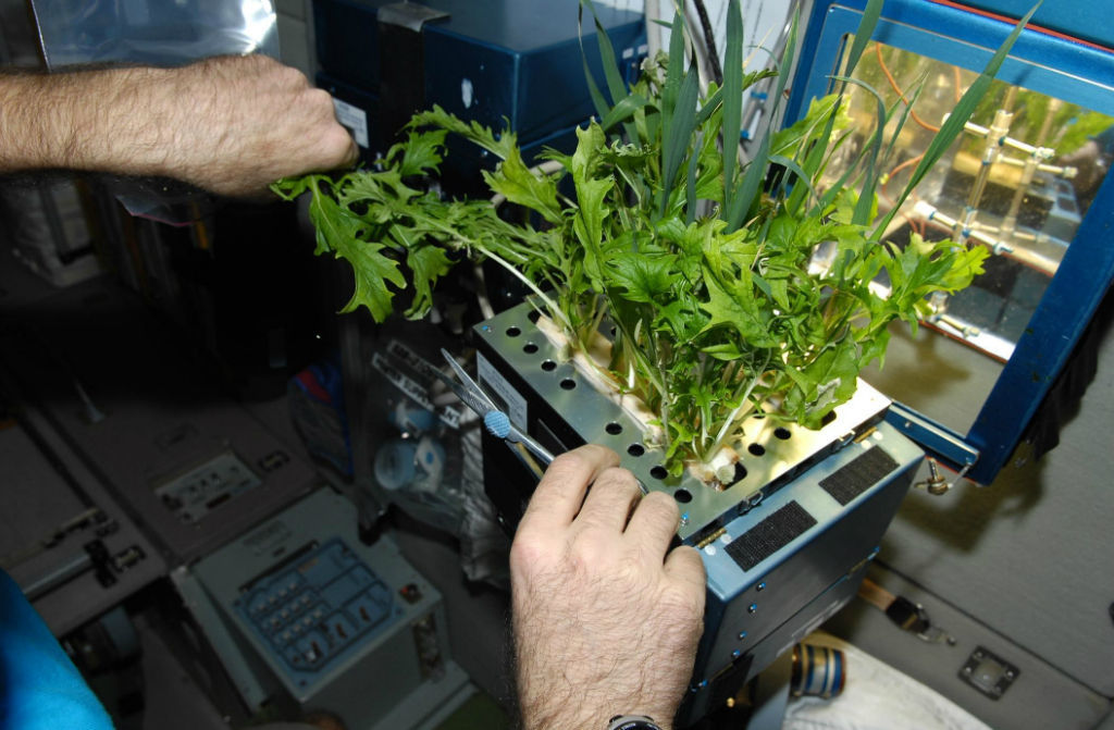 Space farmers: how and why to grow fresh vegetables in space. - ISS, Space, Colonization of Mars, Terraforming, The science, Knife media, Longpost