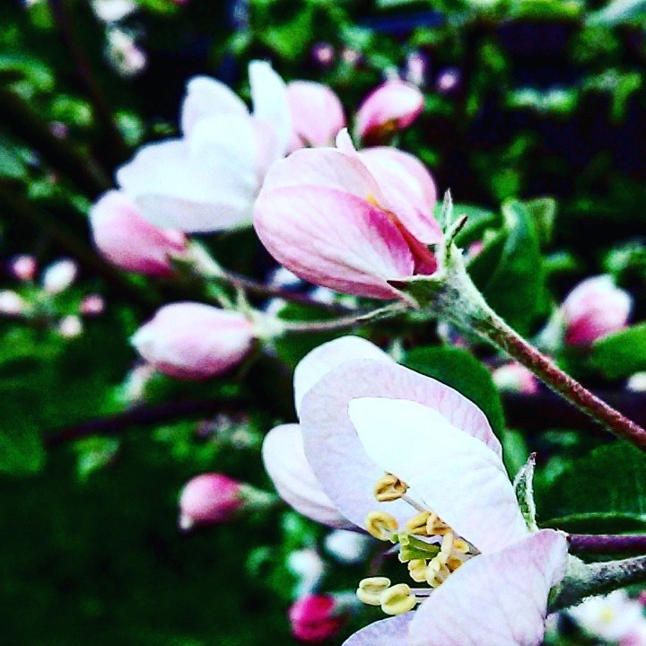 Spring last year. Blooming apple tree. - My, Spring, The photo, Apple tree