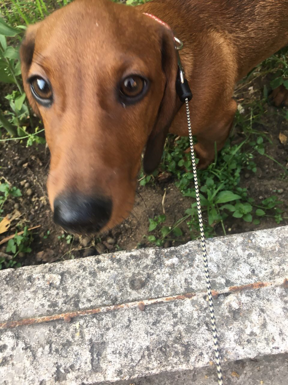 Lost dog! Peekaboo, help [UPD: found] - The dog is missing, Lyubertsy, Moscow, No rating, Longpost, Help, Dog, Help me find