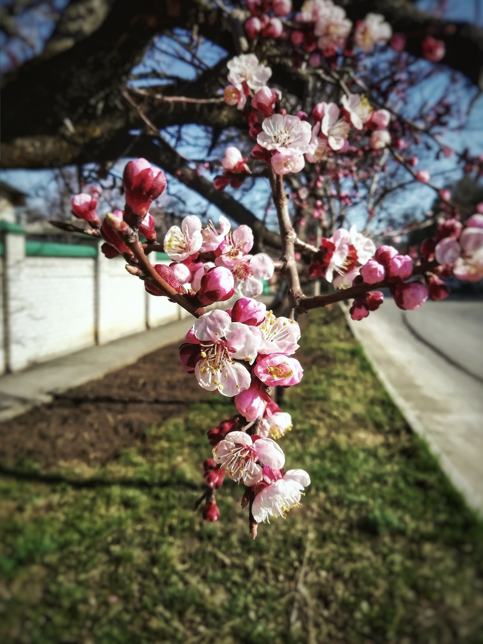 Весенний цвет - Моё, Фотография, Мобильная фотография, Весна, Цветы, Honor 9 lite, Длиннопост