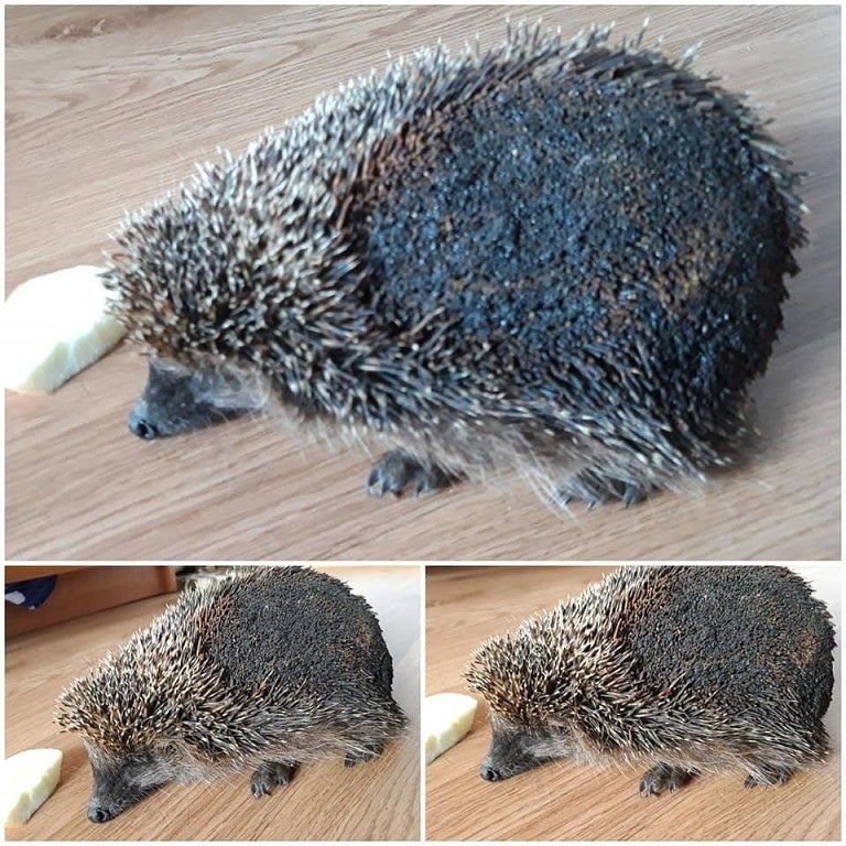 Don't burn the grass! - Hedgehog, Nature, Arson, Grass, Negative