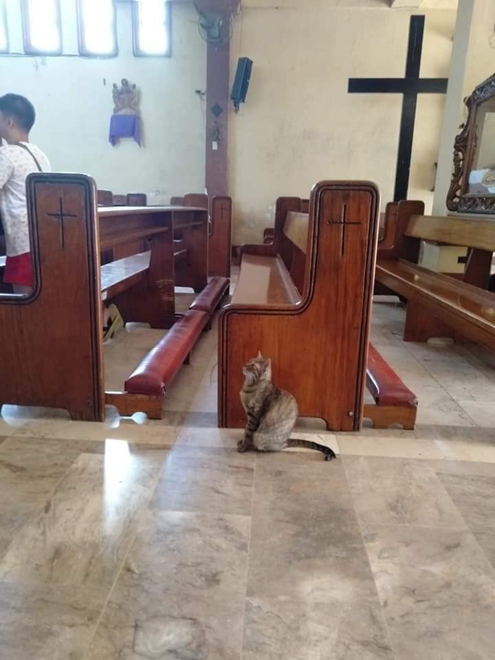 The cat in the church: I wonder what he asks heaven for? - Catomafia, cat, Church, Longpost