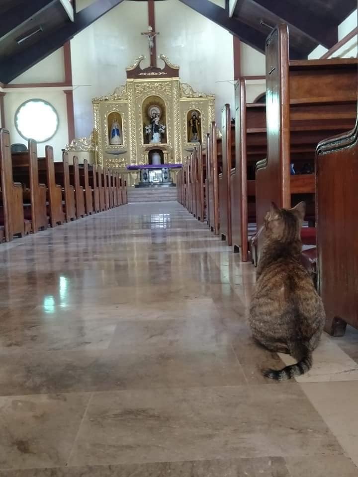 The cat in the church: I wonder what he asks heaven for? - Catomafia, cat, Church, Longpost