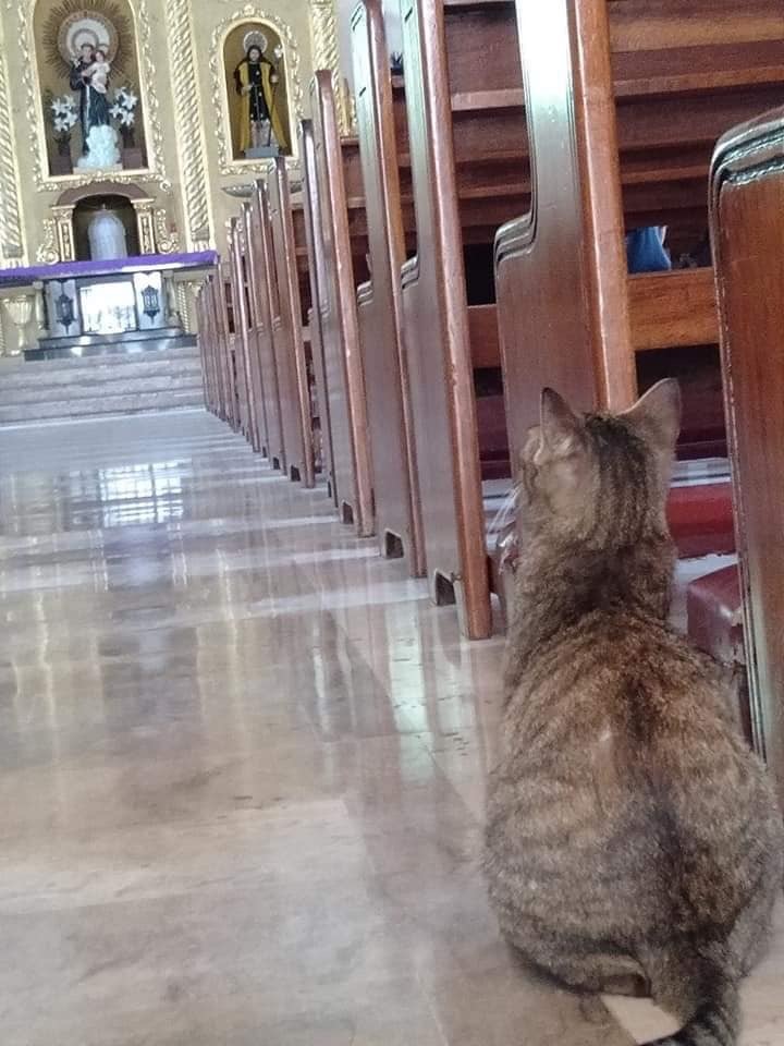 The cat in the church: I wonder what he asks heaven for? - Catomafia, cat, Church, Longpost