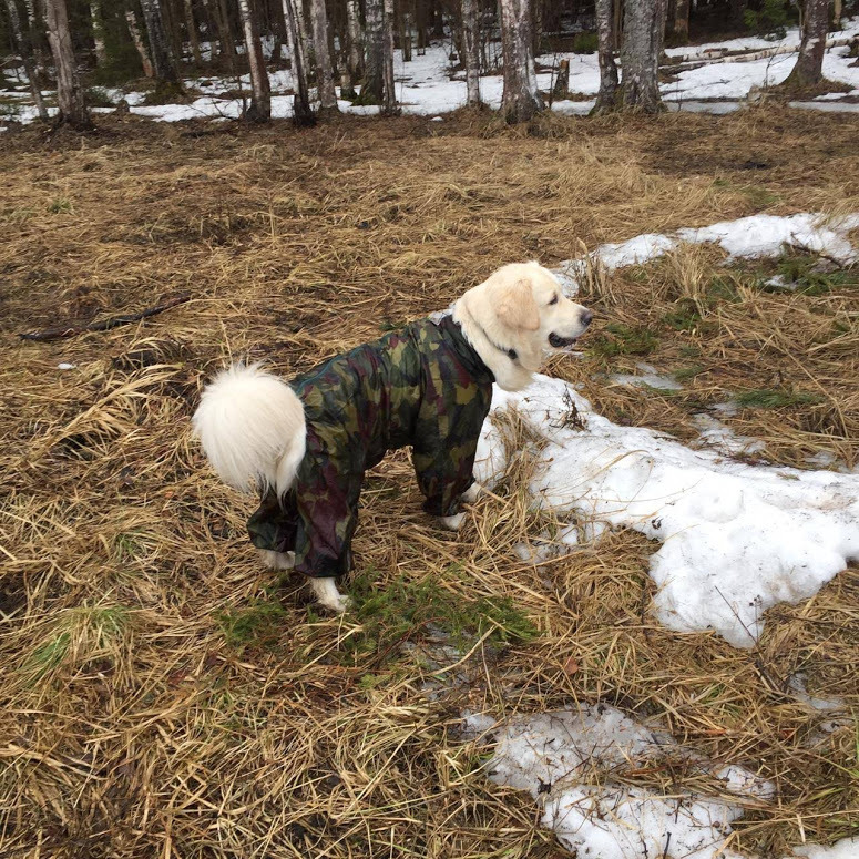 Ready for spring call - My, Golden retriever, Dog, Spring, Longpost