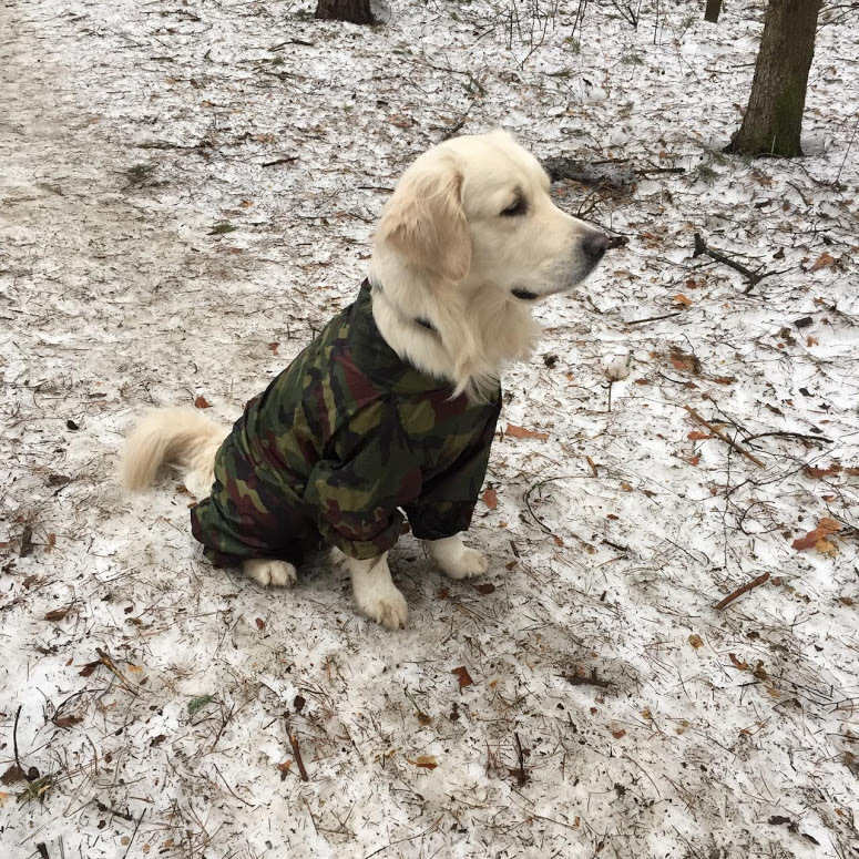 Ready for spring call - My, Golden retriever, Dog, Spring, Longpost