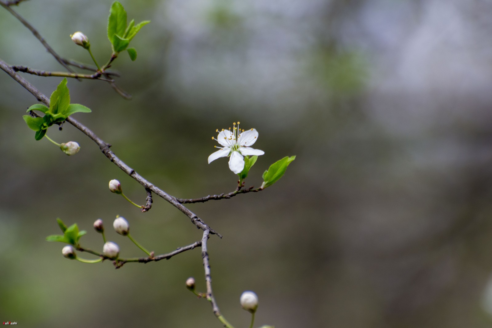 spring awakening - My, The photo, Spring, Nature, Flora, Awakening, Longpost