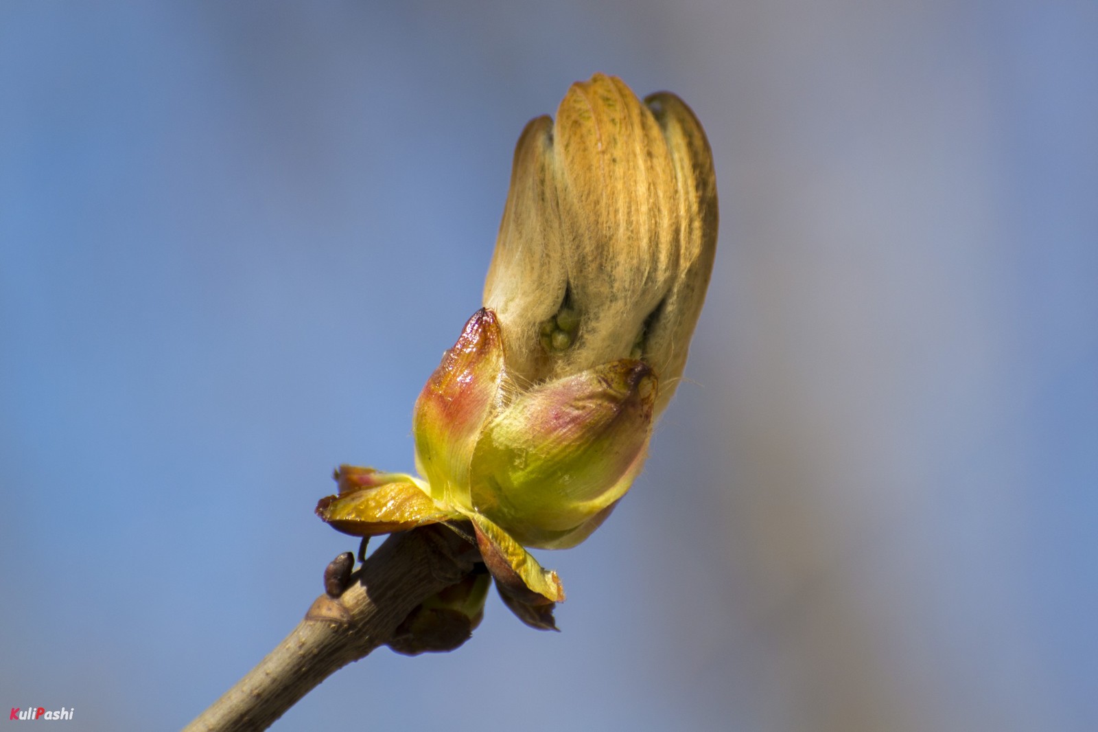 spring awakening - My, The photo, Spring, Nature, Flora, Awakening, Longpost