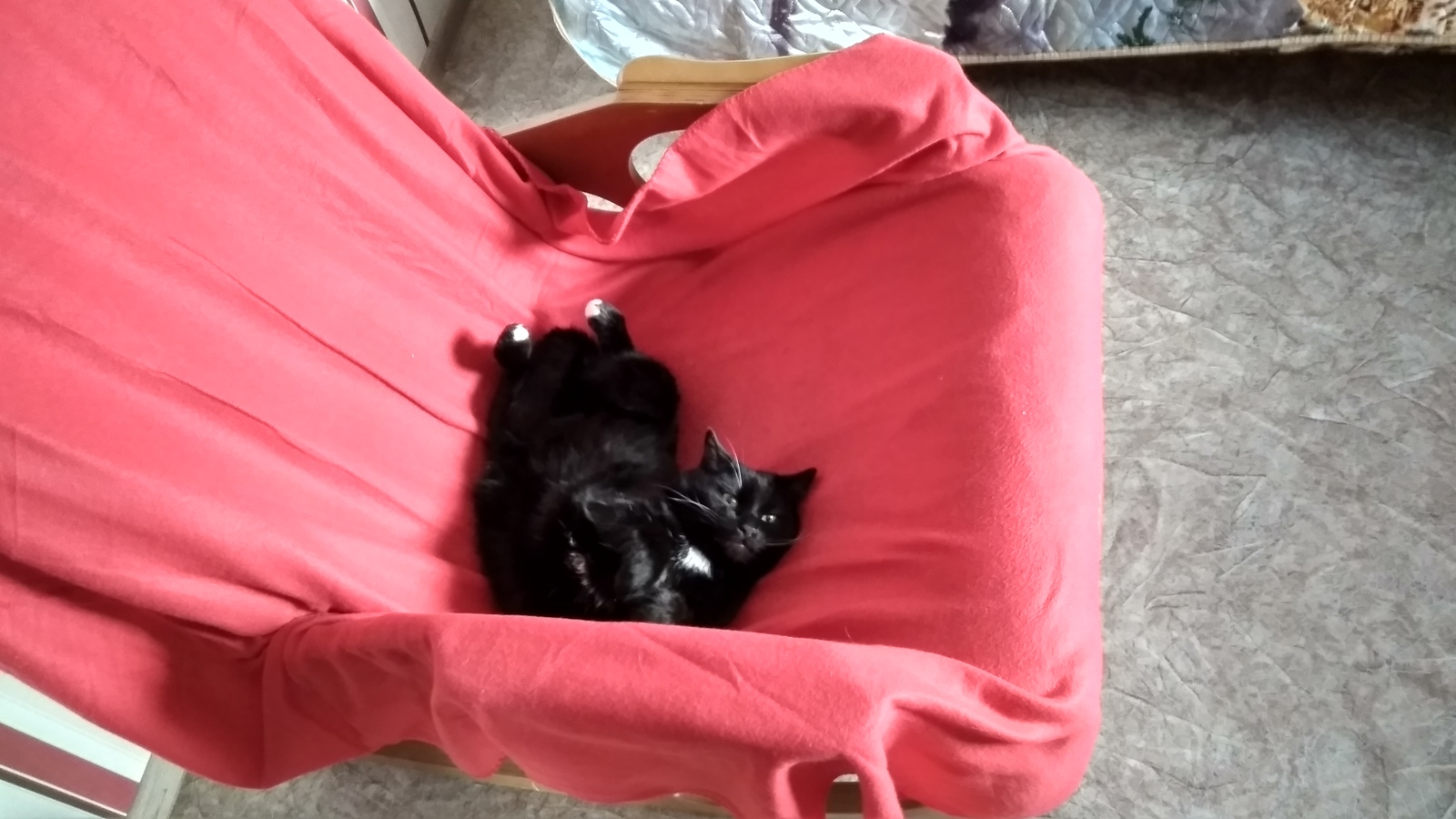 The rocking chair that has become a favorite sleeping place - My, cat, Armchair