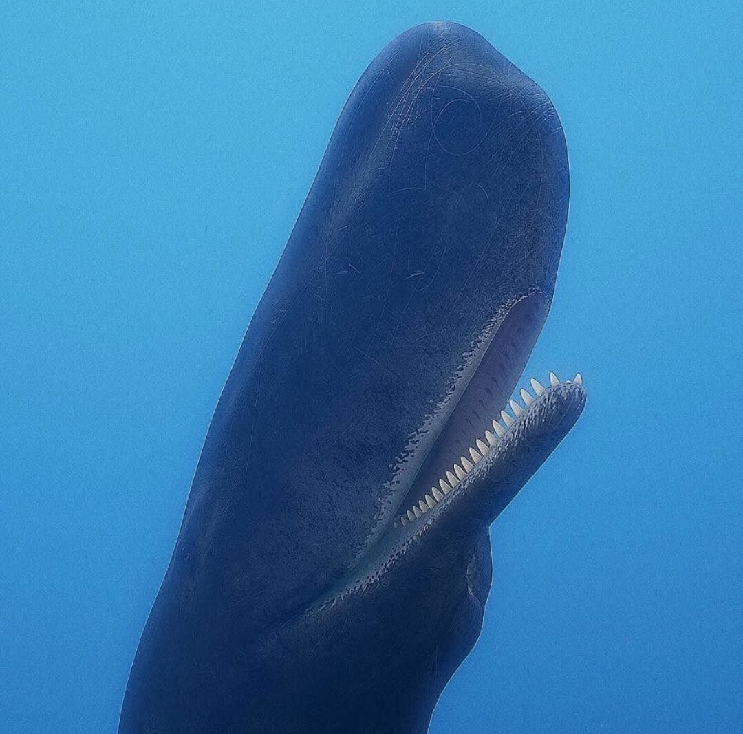 Under the water. - Animals, Sperm whale, 3D, Marmoset, Blender, Zbrush