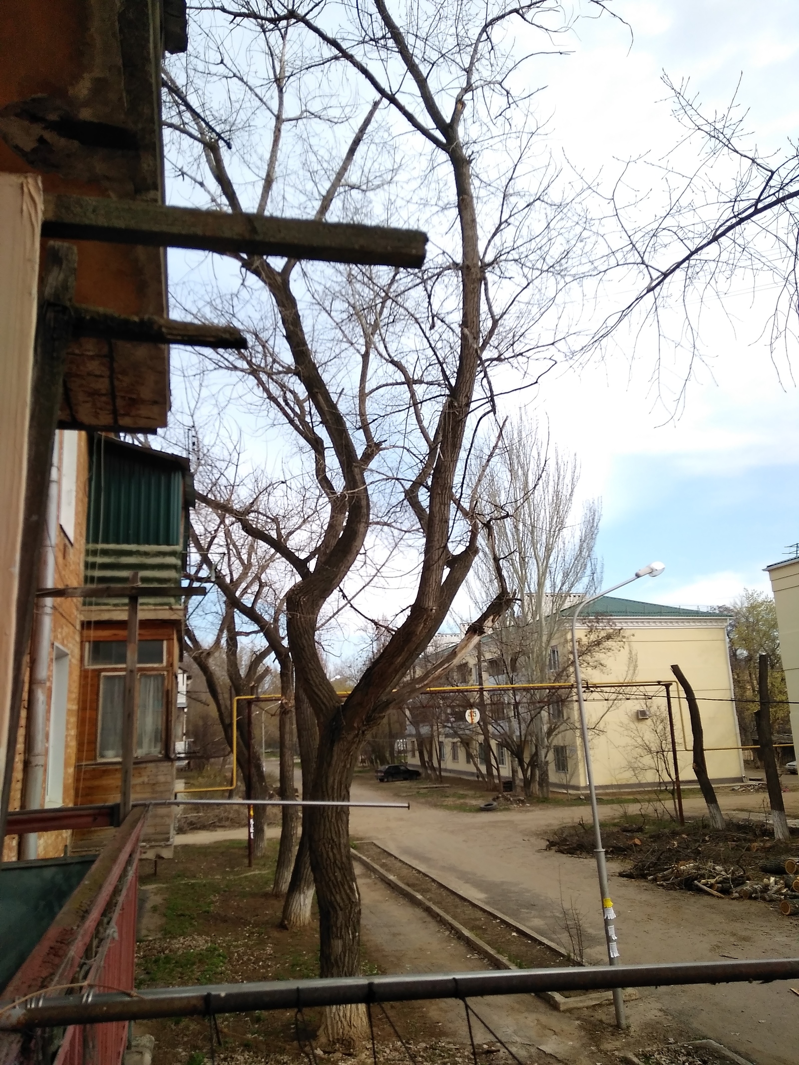 Barbaric sanitary pruning of century-old trees in Volgograd - My, Tree, Volgograd, Idiocy, Longpost