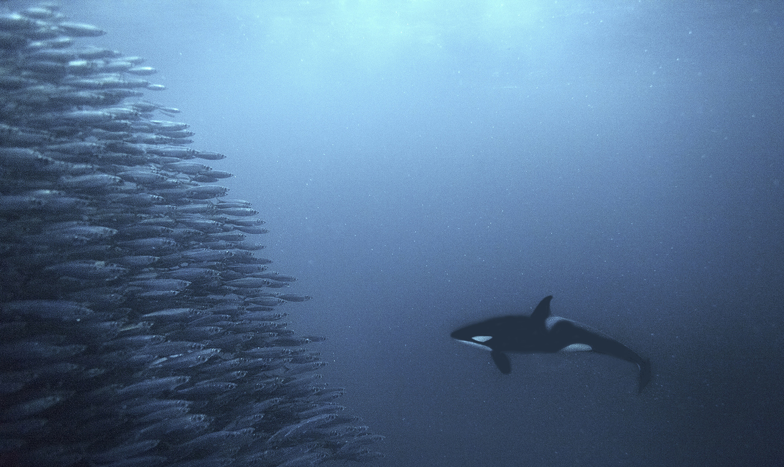 Unequal fight - The national geographic, The photo, A fish, Water, Killer whale