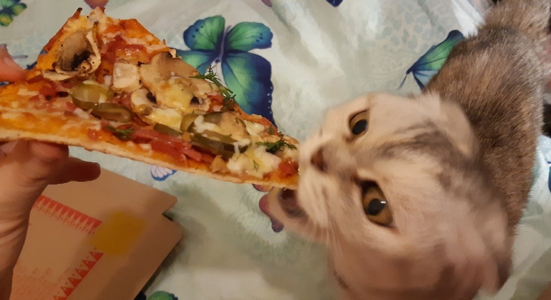 cat and pizza - My, cat, Scottish, Scottish lop-eared, Pizza, Longpost