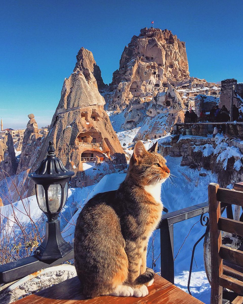 cat - Pets, cat, Turkey, Cappadocia