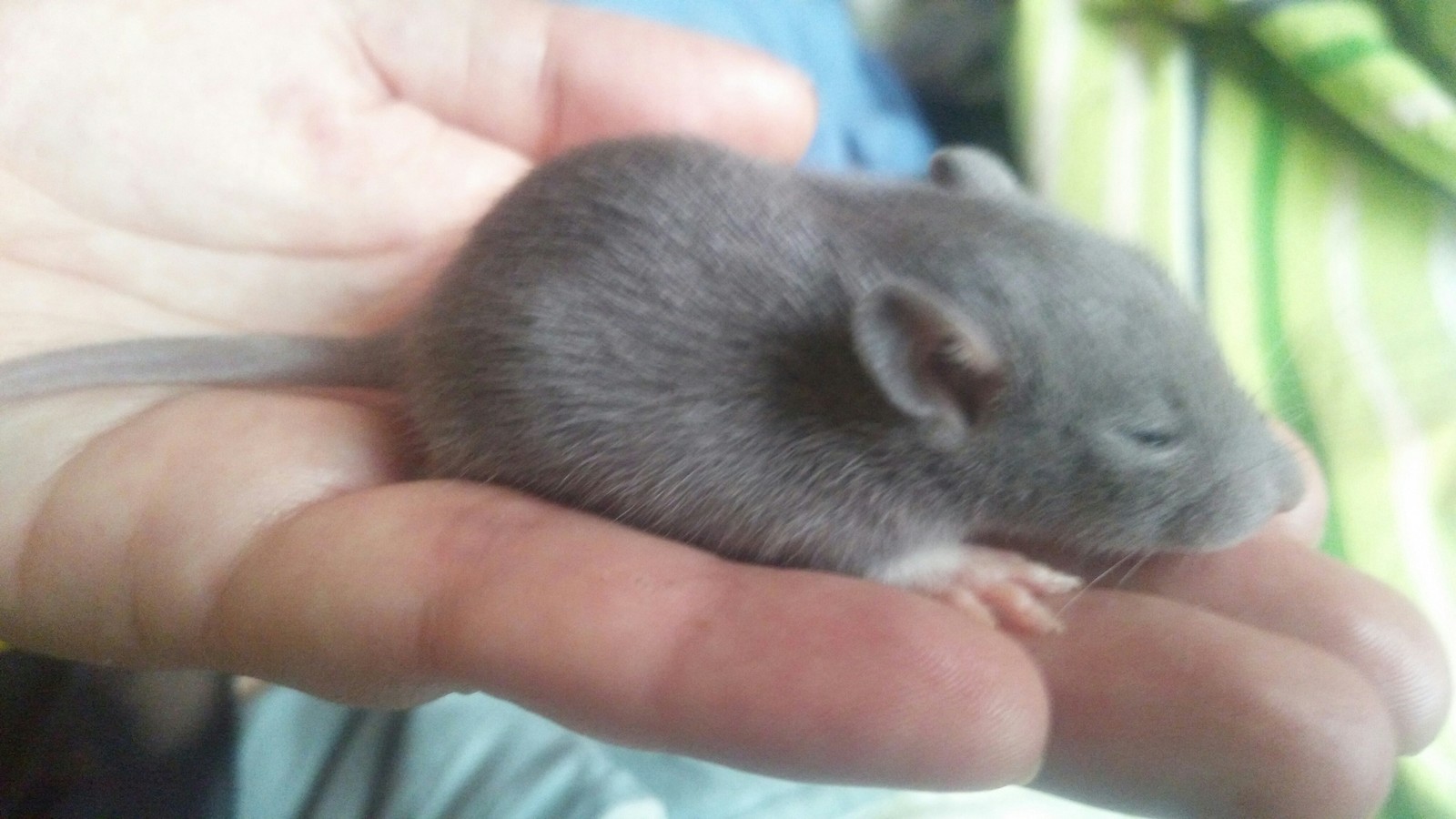 decorative rat - My, Rat dumbo, Decorative rats, Rat, Pets