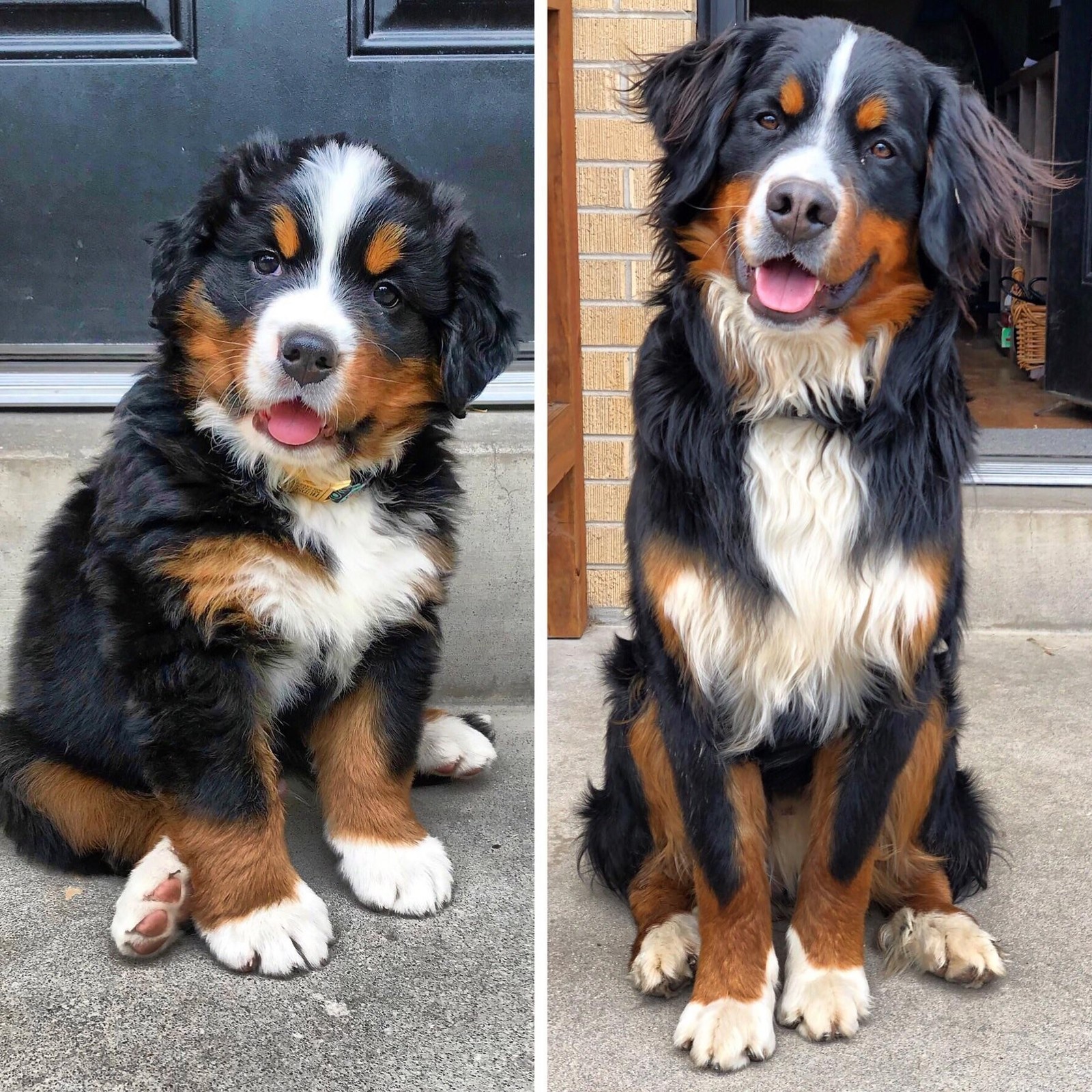 8 weeks / 1 year - Reddit, Dog, Milota, Good boy, It Was-It Was, Pets