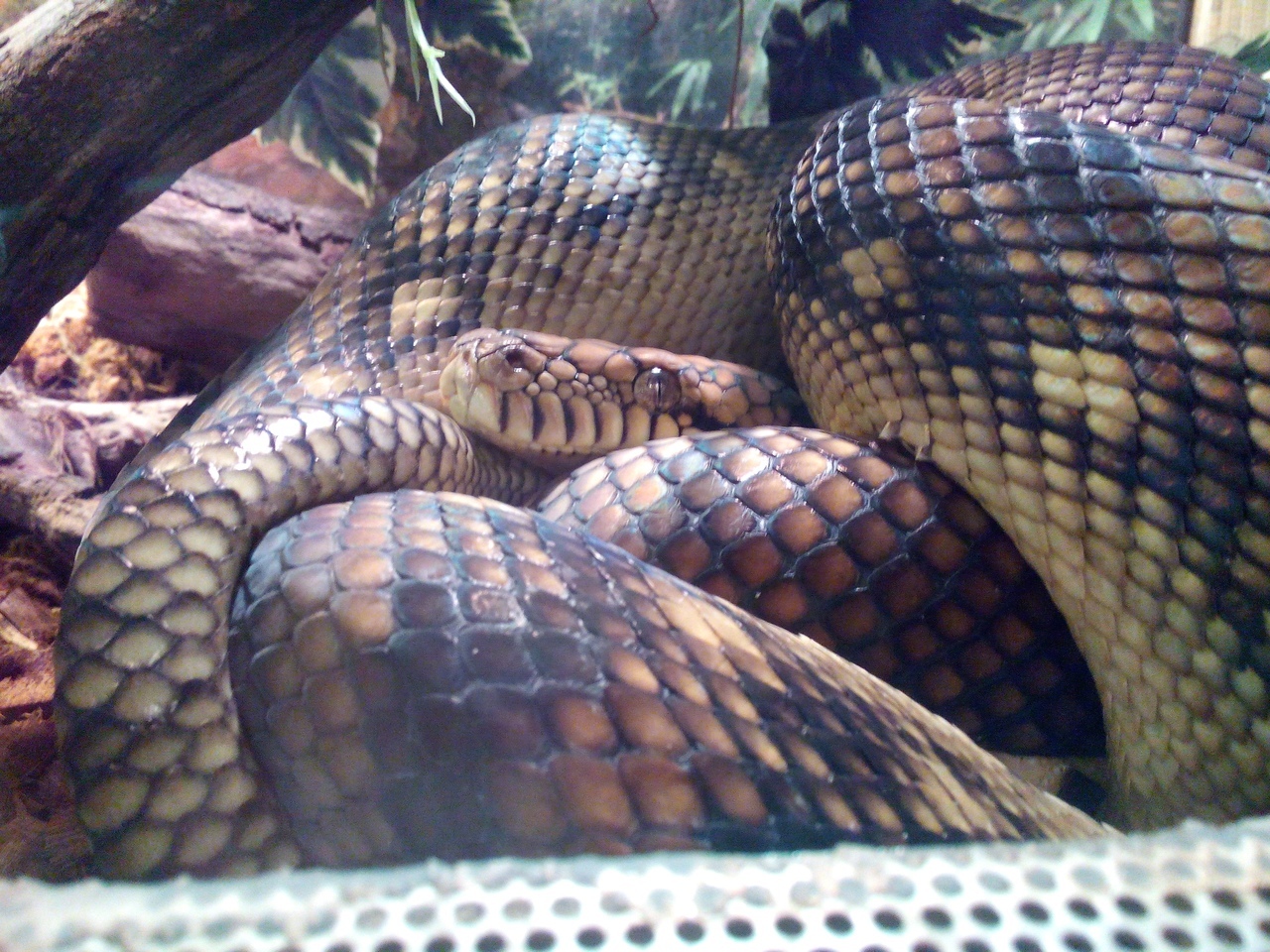 Amethyst python. - My, Saint Petersburg, , The photo, Animals, Longpost