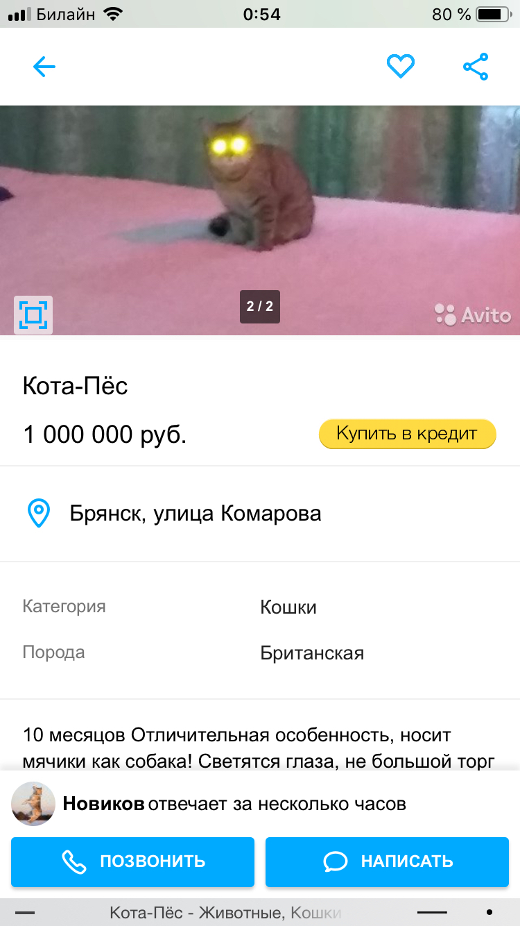 Надо брать - Котопес, Авито, Цены, Кот