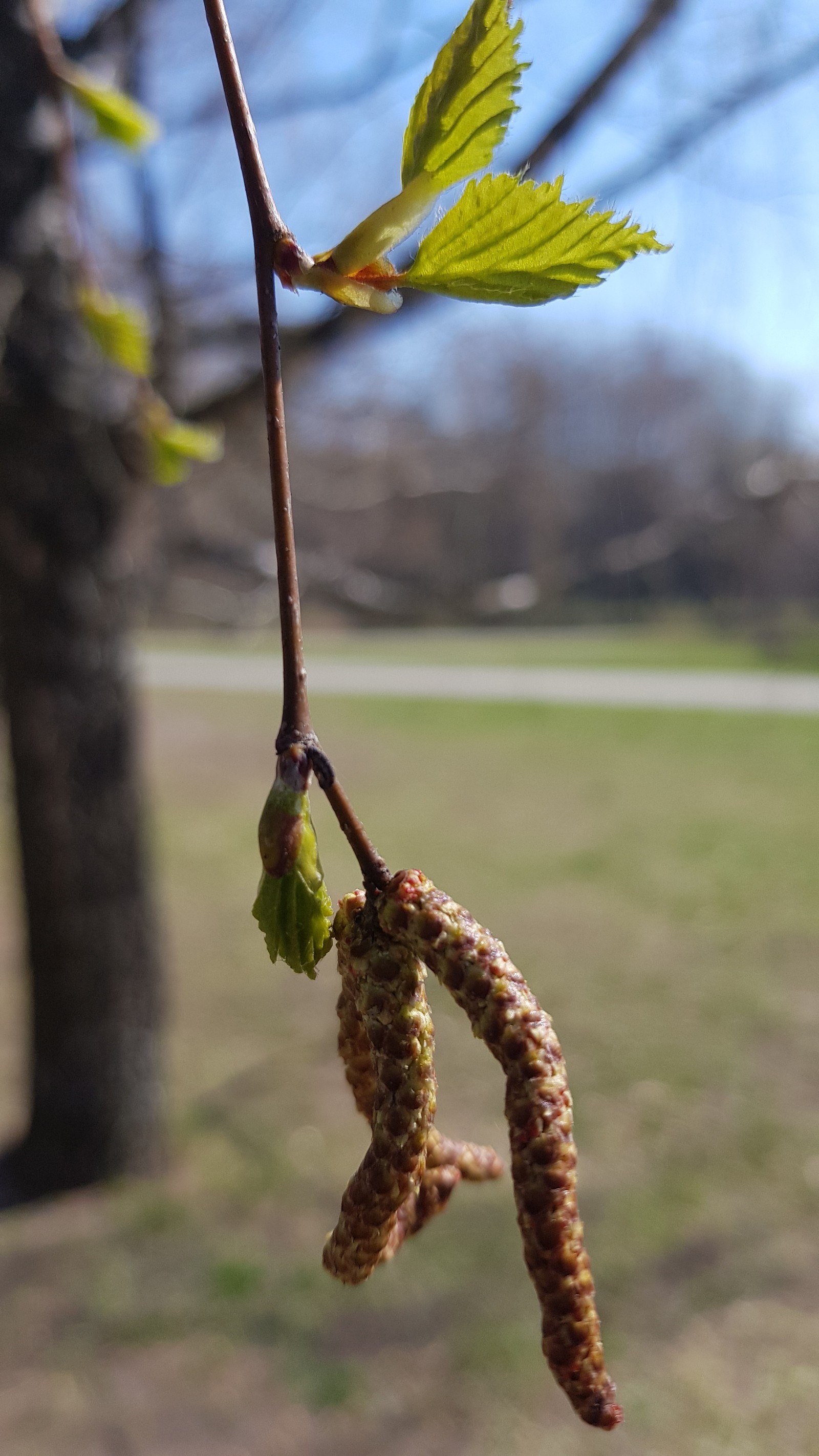 Spring is in your feed. - My, Spring, Heat, Macro photography, Longpost