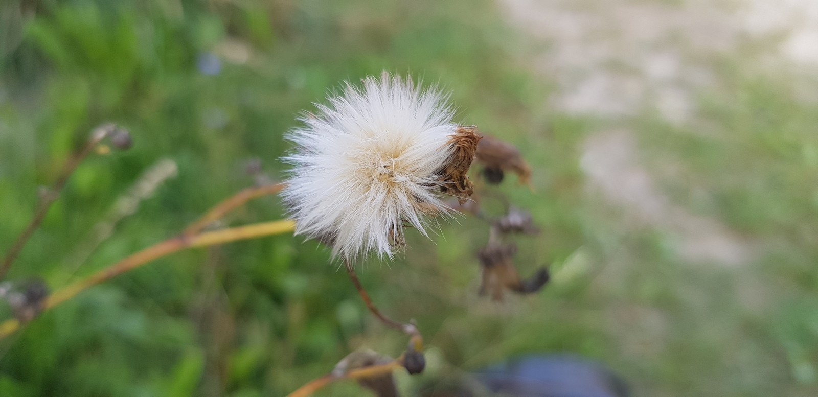 Spring is in your feed. - My, Spring, Heat, Macro photography, Longpost