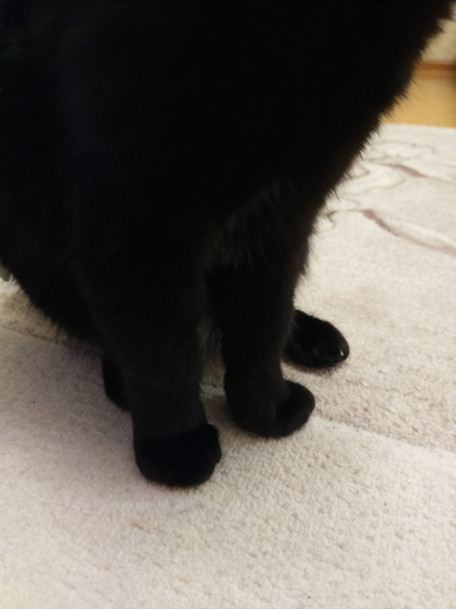 Лапка черного кота. Лапа черного кота. Черные кошачьи лапки. Черная лапка кота. Черная Кошачья лапа.