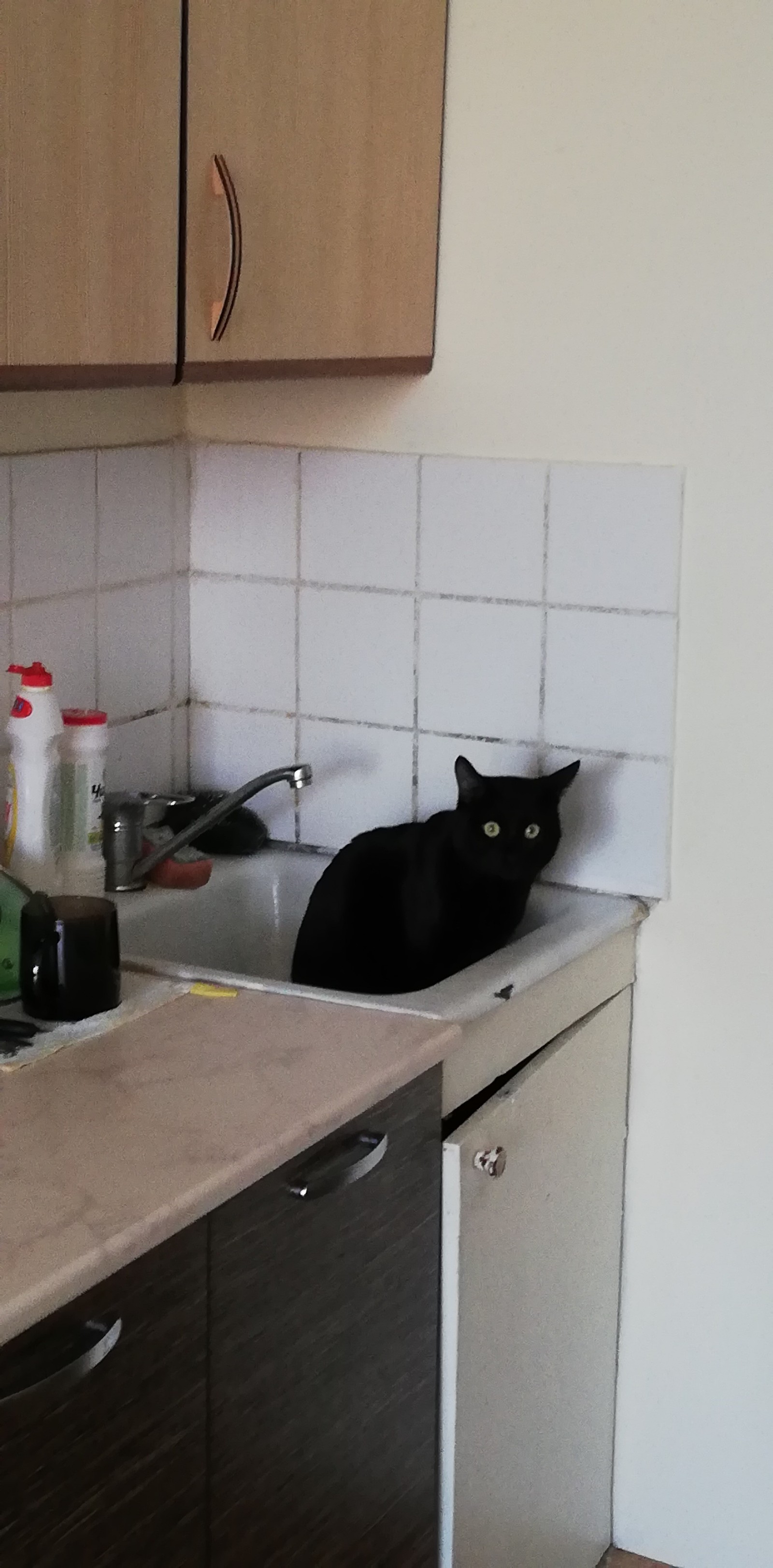 stoned cat - My, Catomafia, cat, Sink